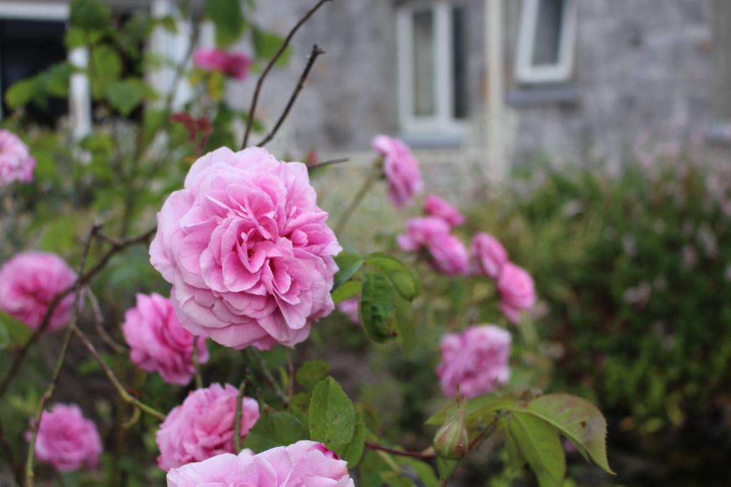 Forest Park House B&B Boyle Eksteriør bilde